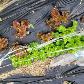 최명희님의 11월 내 작물 자랑하기 · 참여글 작성글 사진