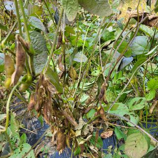 최명희님의 11월 내 작물 자랑하기 · 참여글 작성글 사진