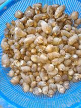 팜모닝 11월 내 작물 자랑하기·참여글 게시글 이미지