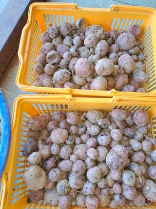 강정희님의 11월 내 작물 자랑하기 · 참여글 작성글 사진