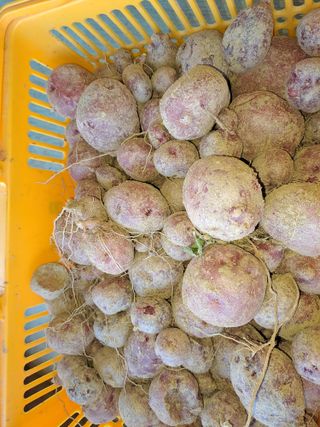 강정희님의 11월 내 작물 자랑하기 · 참여글 작성글 사진