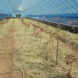 팜모닝 11월 내 작물 자랑하기·참여글 게시글 이미지