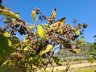 가리온팜 님의 11월 내 작물 자랑하기 · 참여글 작성글 사진