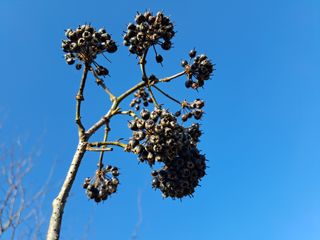 가리온팜 님의 11월 내 작물 자랑하기 · 참여글 작성글 사진