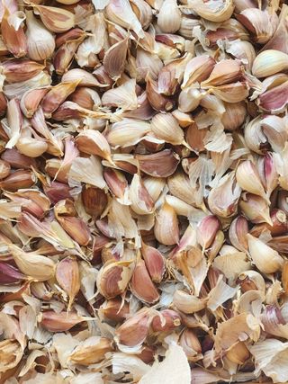 딸기10767님의 11월 내 작물 자랑하기 · 참여글 작성글 사진