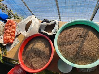 딸기10767님의 11월 내 작물 자랑하기 · 참여글 작성글 사진