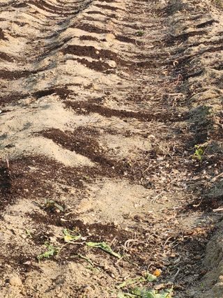 딸기10767님의 11월 내 작물 자랑하기 · 참여글 작성글 사진