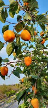 팜모닝 11월 내 작물 자랑하기·참여글 게시글 이미지