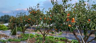 일동 풍경소리님의 11월 내 작물 자랑하기 · 참여글 작성글 사진