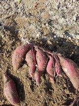 팜모닝 11월 내 작물 자랑하기·참여글 게시글 이미지