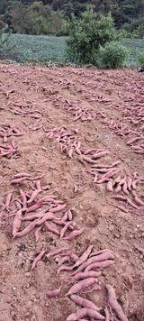 팜모닝 11월 내 작물 자랑하기·참여글 게시글 이미지