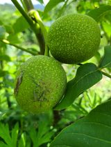 팜모닝 11월 내 작물 자랑하기·참여글 게시글 이미지