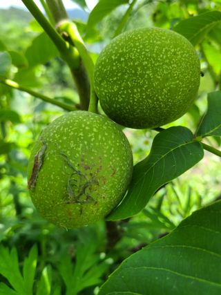 시금치8629님의 11월 내 작물 자랑하기 · 참여글 작성글 사진