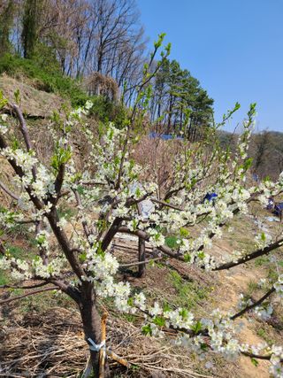 시금치8629님의 11월 내 작물 자랑하기 · 참여글 작성글 사진