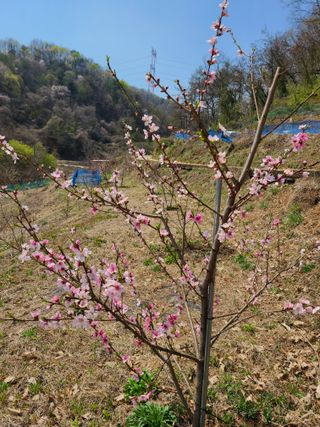 시금치8629님의 11월 내 작물 자랑하기 · 참여글 작성글 사진