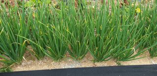 텃밭농부님의 11월 내 작물 자랑하기 · 참여글 작성글 사진