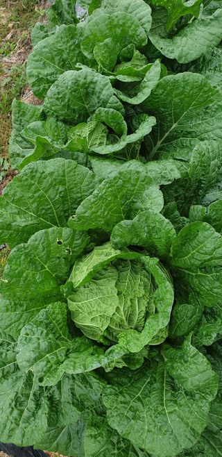 텃밭농부님의 11월 내 작물 자랑하기 · 참여글 작성글 사진