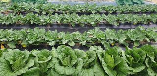 텃밭농부님의 11월 내 작물 자랑하기 · 참여글 작성글 사진