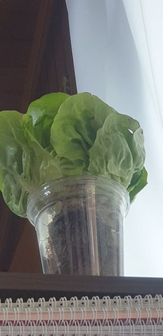 최원석님의 11월 내 작물 자랑하기 · 참여글 작성글 사진