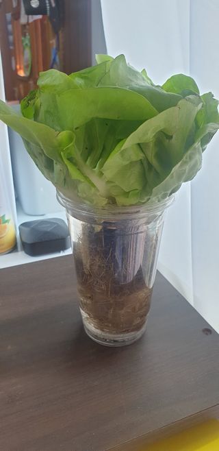 최원석님의 11월 내 작물 자랑하기 · 참여글 작성글 사진