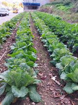 팜모닝 11월 내 작물 자랑하기·참여글 게시글 이미지