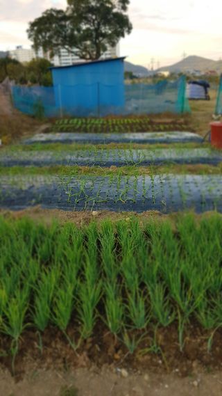 고봉환님의 11월 내 작물 자랑하기 · 참여글 작성글 사진