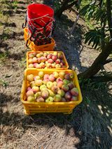 팜모닝 11월 내 작물 자랑하기·참여글 게시글 이미지