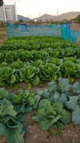 팜모닝 11월 내 작물 자랑하기·참여글 게시글 이미지