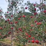 팜모닝 11월 내 작물 자랑하기·참여글 게시글 이미지