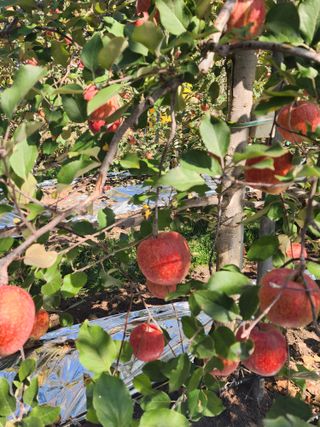 현등농원♡님의 11월 내 작물 자랑하기 · 참여글 작성글 사진