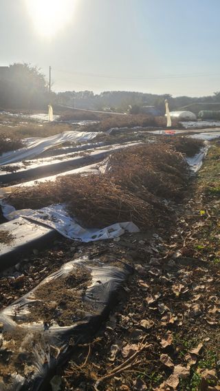 이덕훈(바쁜사람)님의 11월 내 작물 자랑하기 · 참여글 작성글 사진