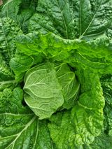 팜모닝 11월 내 작물 자랑하기·참여글 게시글 이미지