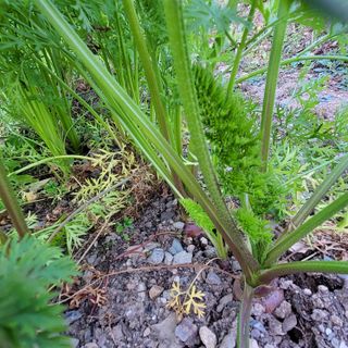 농부쑤니님의 11월 내 작물 자랑하기 · 참여글 작성글 사진