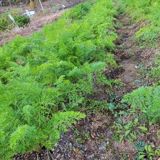 농부쑤니님의 11월 내 작물 자랑하기 · 참여글 작성글 사진