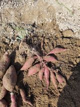 팜모닝 11월 내 작물 자랑하기·참여글 게시글 이미지