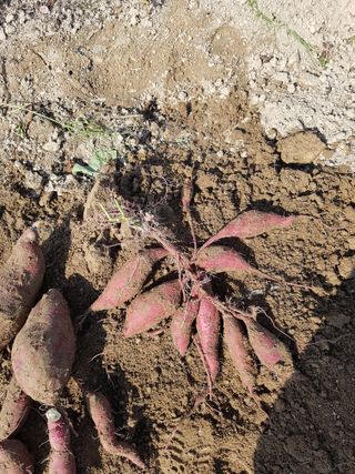 원종문님의 11월 내 작물 자랑하기 · 참여글 작성글 사진