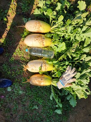 조선된장님의 11월 내 작물 자랑하기 · 참여글 작성글 사진