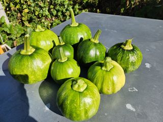 조선된장님의 11월 내 작물 자랑하기 · 참여글 작성글 사진