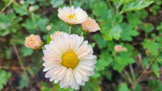 조수현/핑크꽃농부님의 11월 내 작물 자랑하기 · 참여글 작성글 사진