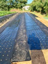 팜모닝 11월 내 작물 자랑하기·참여글 게시글 이미지