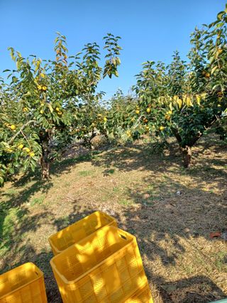 박상준 님의 11월 내 작물 자랑하기 · 참여글 작성글 사진