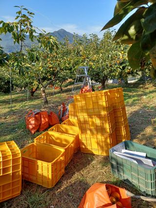 박상준 님의 11월 내 작물 자랑하기 · 참여글 작성글 사진