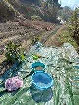 팜모닝 들깨·영농일지 게시글 이미지