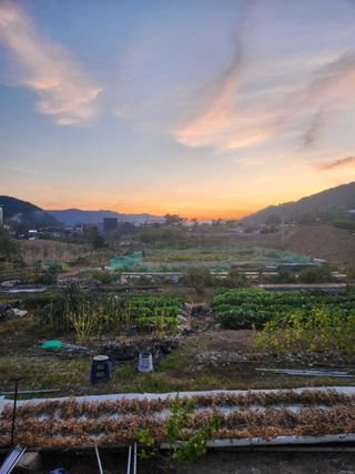 김영숙님의 콩 · 자유게시판 작성글 사진