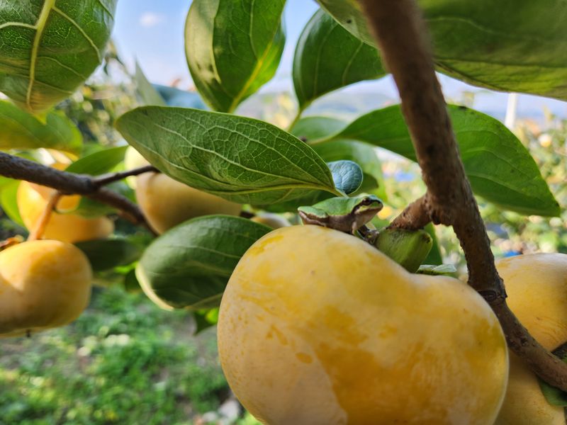 장터 상품 [단감(부유) 10키로(마감함)] 썸네일