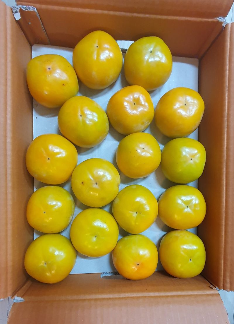 이윤기님의 장터 판매 상품 [단감(부유) 10키로(마감함)] 첨부 사진