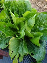 팜모닝 배추·품종•종자 게시글 이미지