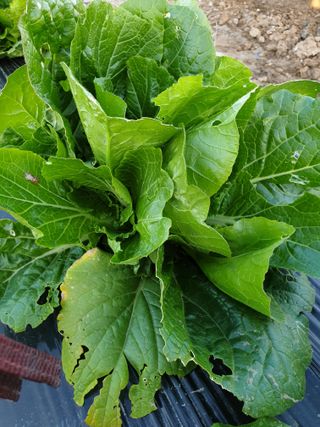 도시부부농부님의 배추 · 품종•종자 작성글 사진