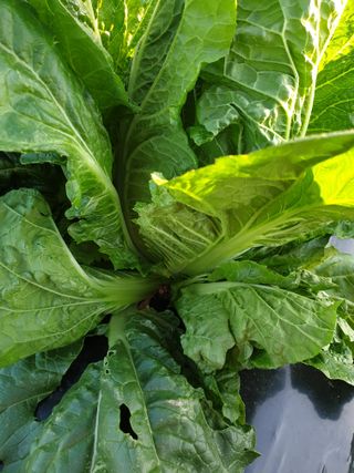 도시부부농부님의 배추 · 품종•종자 작성글 사진