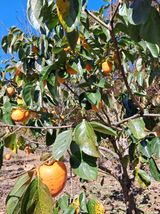 팜모닝 11월 내 작물 자랑하기·참여글 게시글 이미지